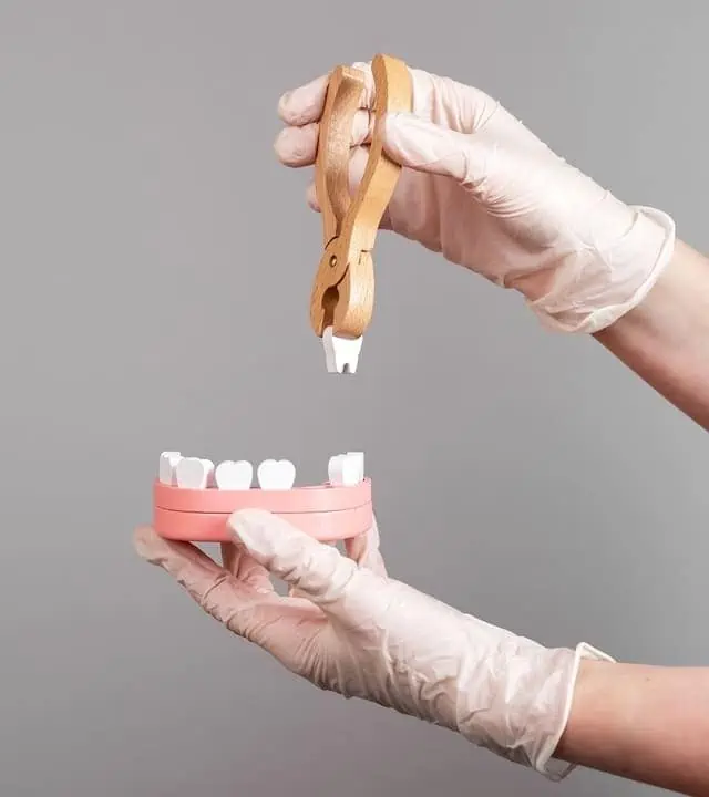 Image with dentist hands pulling tooth with forceps out of jaw model.
